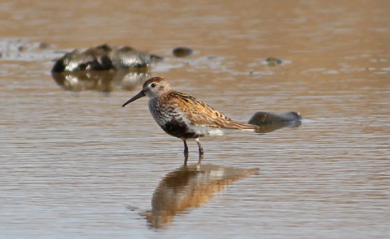 Dunlin - 15-07-2016