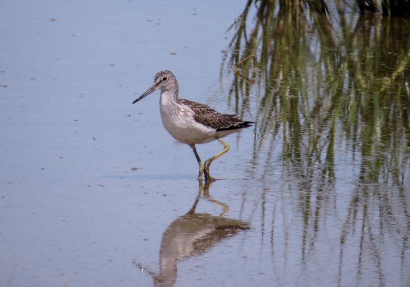 Greenshank - 05-08-2016