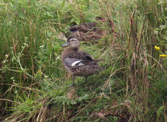 Garganey - 05-08-2016