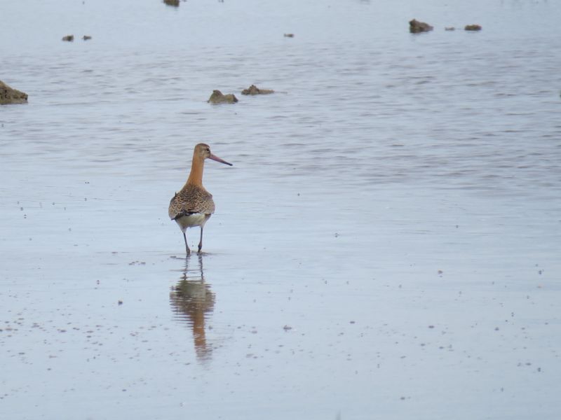 Black-tailed Godwit - 05-08-2016