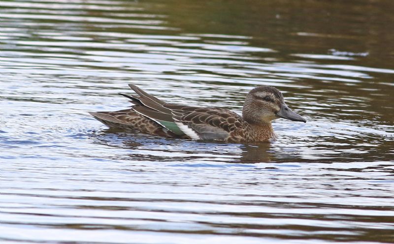 Garganey - 04-08-2016