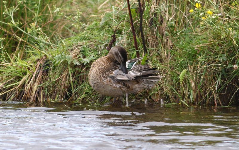 Garganey - 04-08-2016