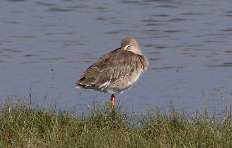 Black-tailed Godwit - 04-08-2016