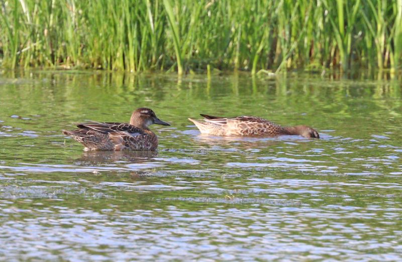 Garganey - 06-08-2016