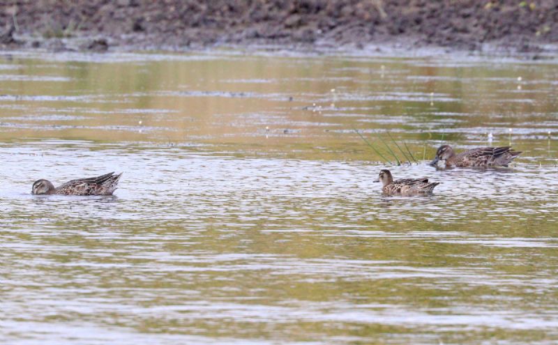 Garganey - 10-08-2016