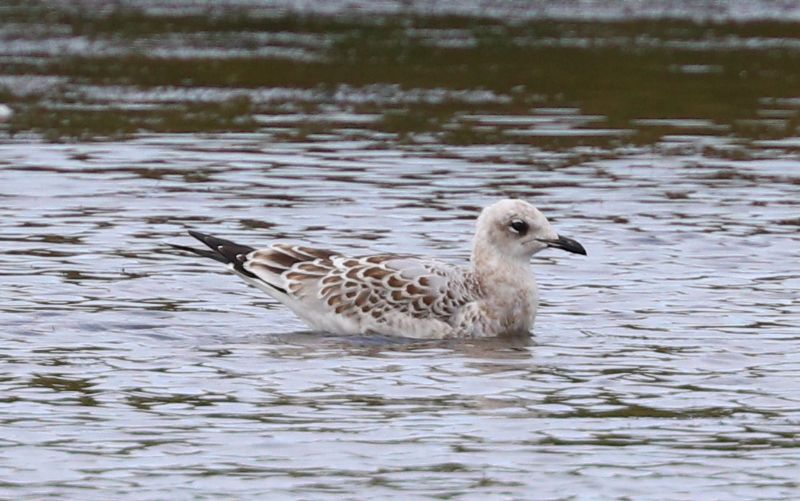 Mediterranean Gull - 10-08-2016