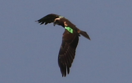 Marsh Harrier - 08-08-2016