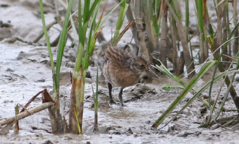 Water Rail - 08-08-2016