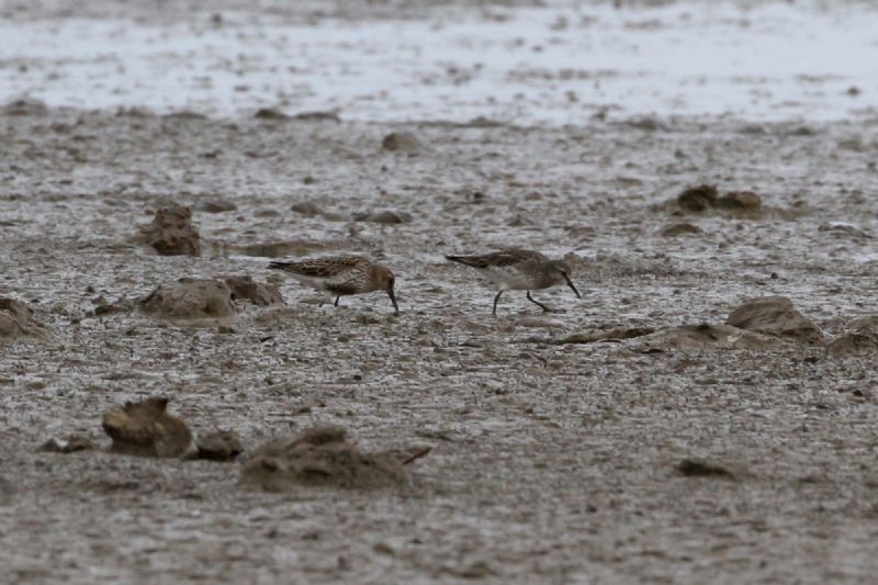 White-rumped Sandpiper - 17-08-2016