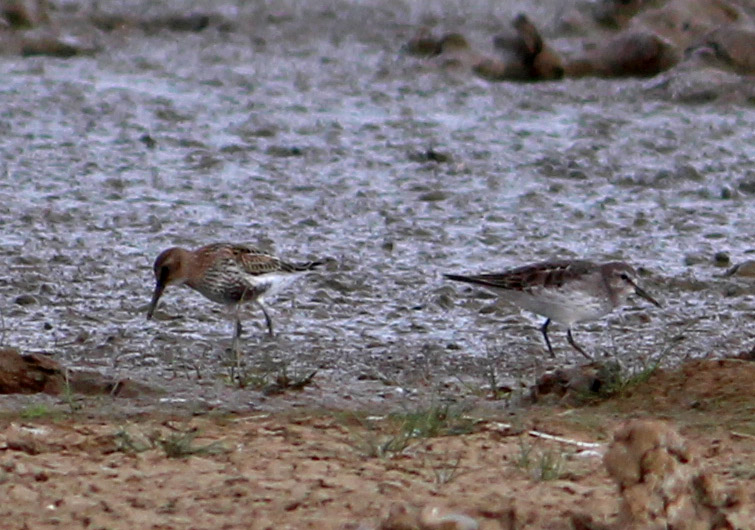 White-rumped Sandpiper - 17-08-2016