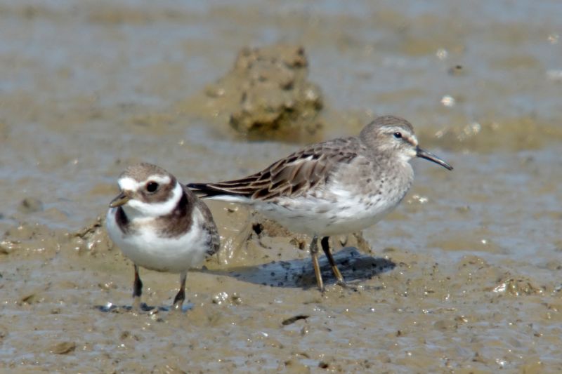 White-rumped Sandpiper - 17-08-2016