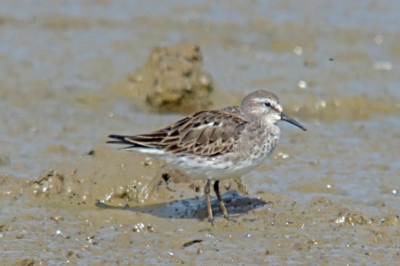 White-rumped Sandpiper - 17-08-2016