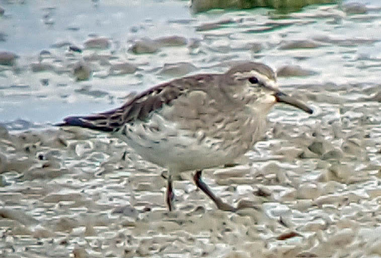 White-rumped Sandpiper - 17-08-2016