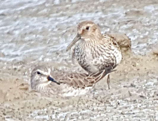 White-rumped Sandpiper - 17-08-2016