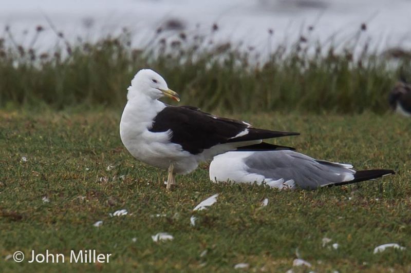 Lesser Black-backed Gull - 20-08-2016