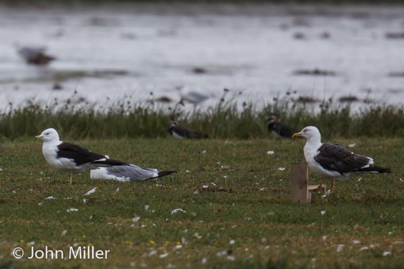 Lesser Black-backed Gull - 20-08-2016