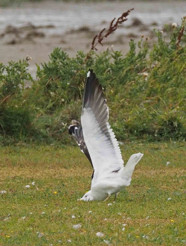 Lesser Black-backed Gull - 20-08-2016