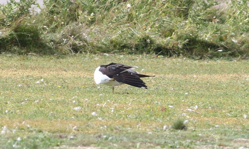 Lesser Black-backed Gull - 20-08-2016