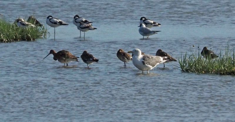 Caspian Gull - 01-08-2016