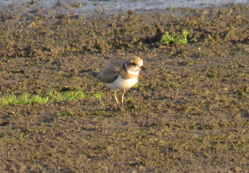 Little Ringed Plover - 26-08-2016