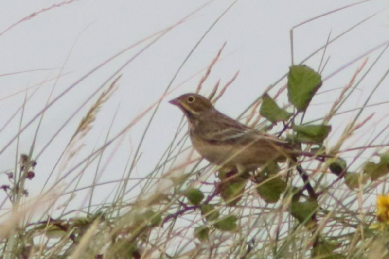 Ortolan Bunting - 28-08-2016