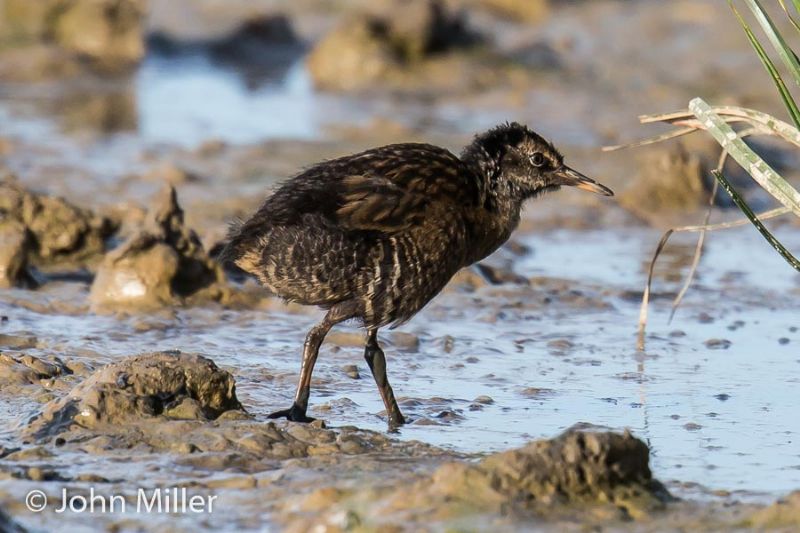 Water Rail - 01-09-2016