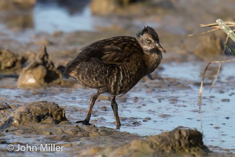 Water Rail - 01-09-2016