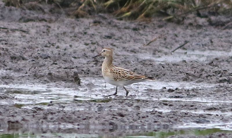 Pectoral Sandpiper - 03-09-2016