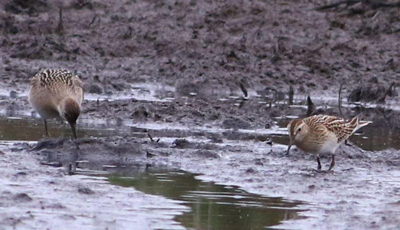 Pectoral Sandpiper - 03-09-2016