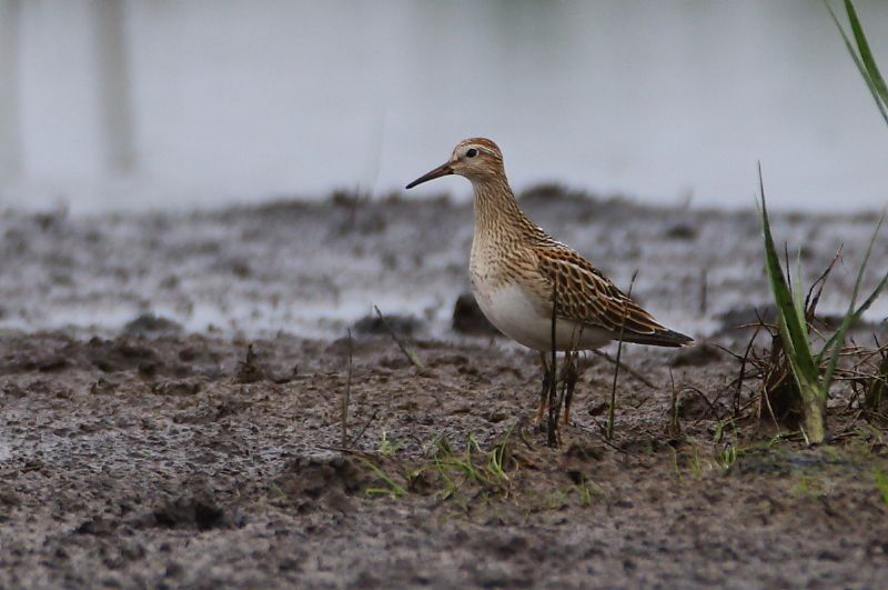 Pectoral Sandpiper - 10-09-2016