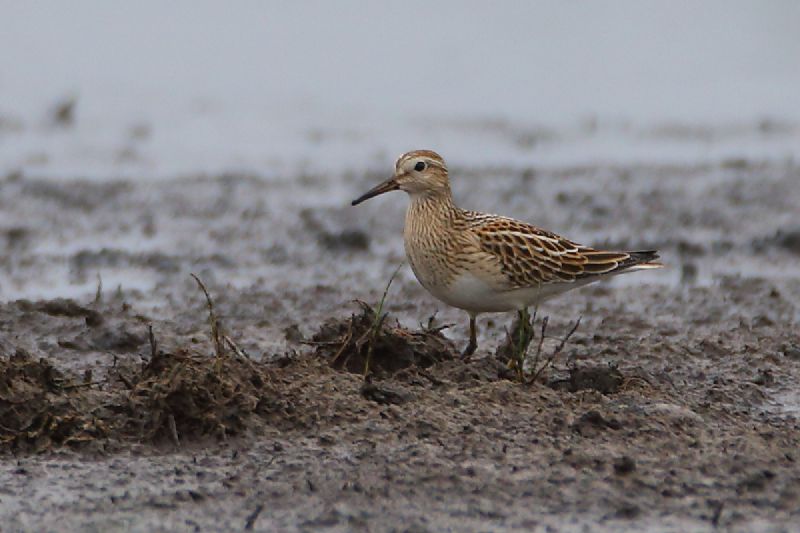 Pectoral Sandpiper - 10-09-2016