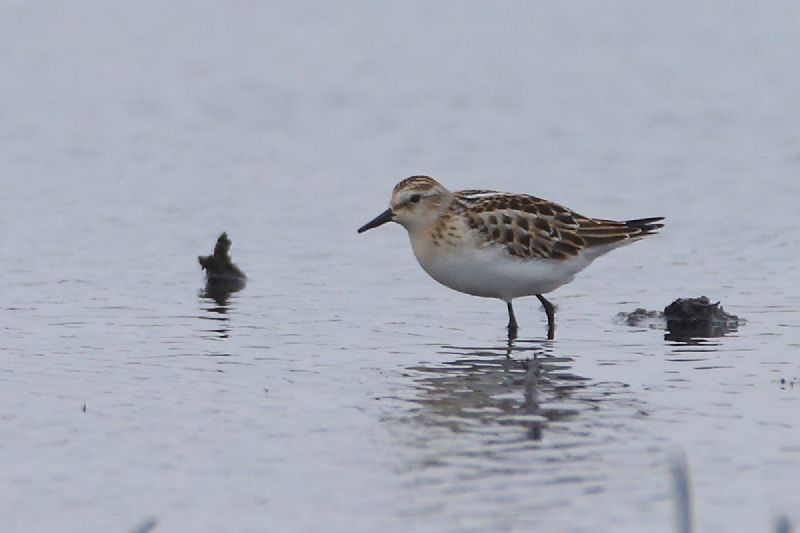 Little Stint - 10-09-2016