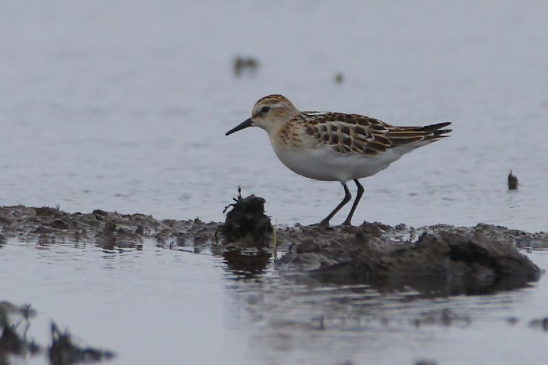 Little Stint - 10-09-2016