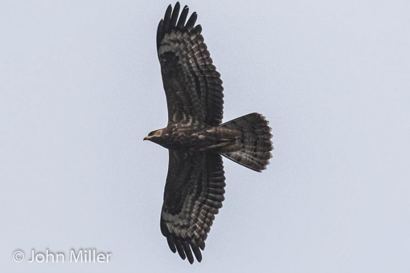 Honey-Buzzard - 19-09-2016