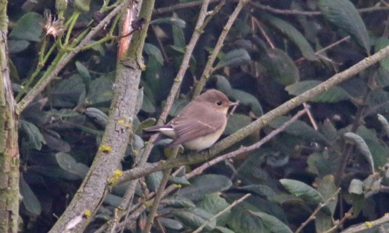 Red-breasted Flycatcher - 17-09-2016