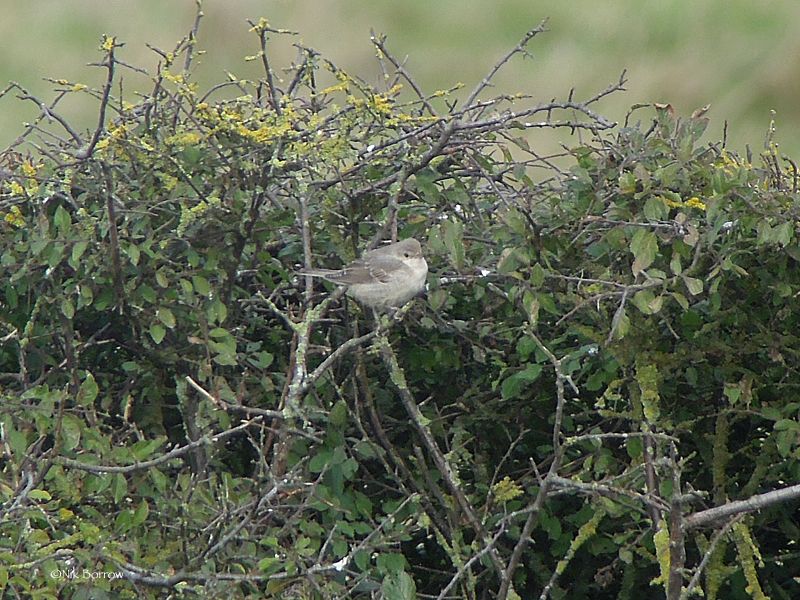 Barred Warbler - 11-10-2016