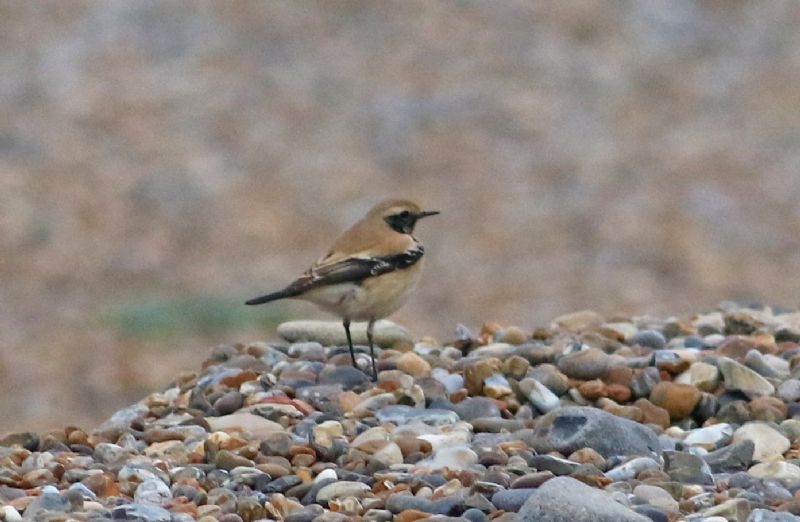 Desert Wheatear - 26-10-2016