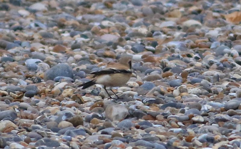 Desert Wheatear - 26-10-2016