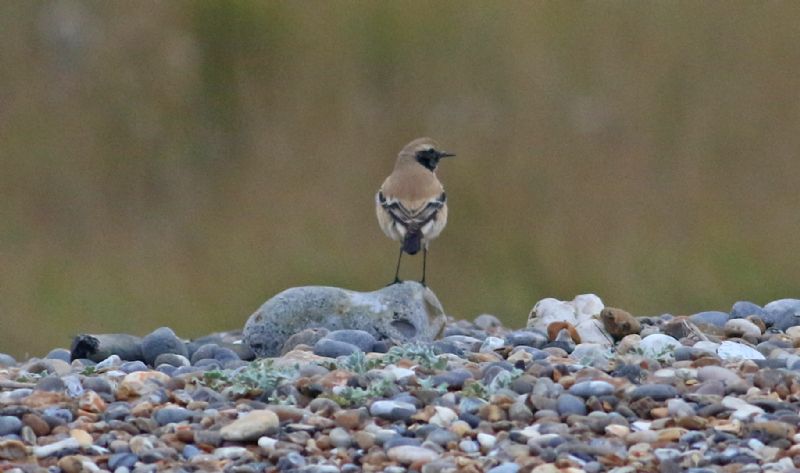 Desert Wheatear - 26-10-2016