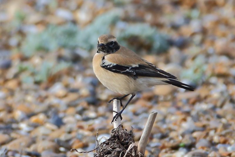 Desert Wheatear - 27-10-2016