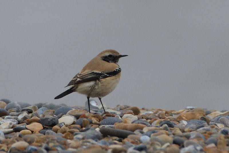 Desert Wheatear - 27-10-2016