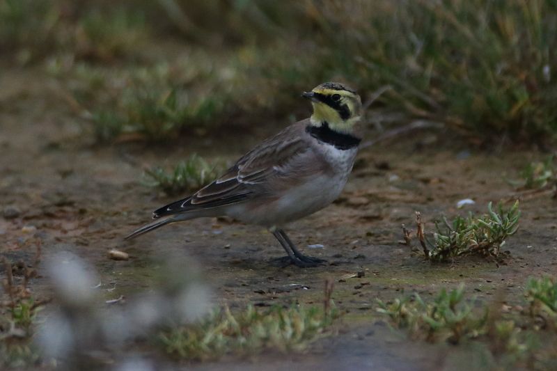 Shore Lark - 27-10-2016