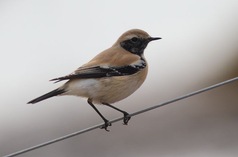 Desert Wheatear - 28-10-2016