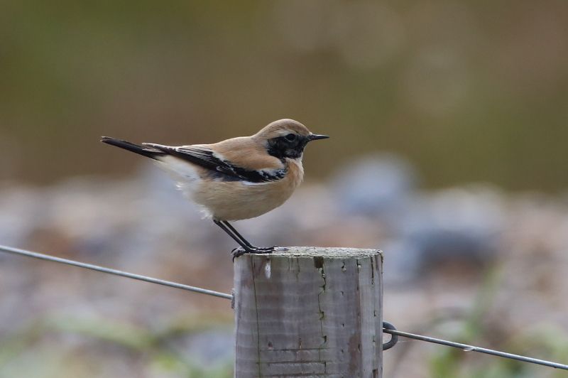 Desert Wheatear - 28-10-2016