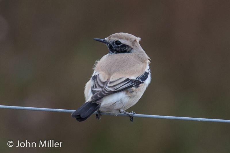 Desert Wheatear - 28-10-2016