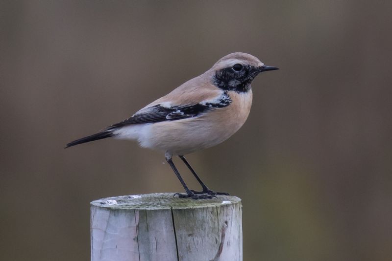 Desert Wheatear - 28-10-2016