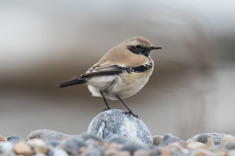 Desert Wheatear - 28-10-2016