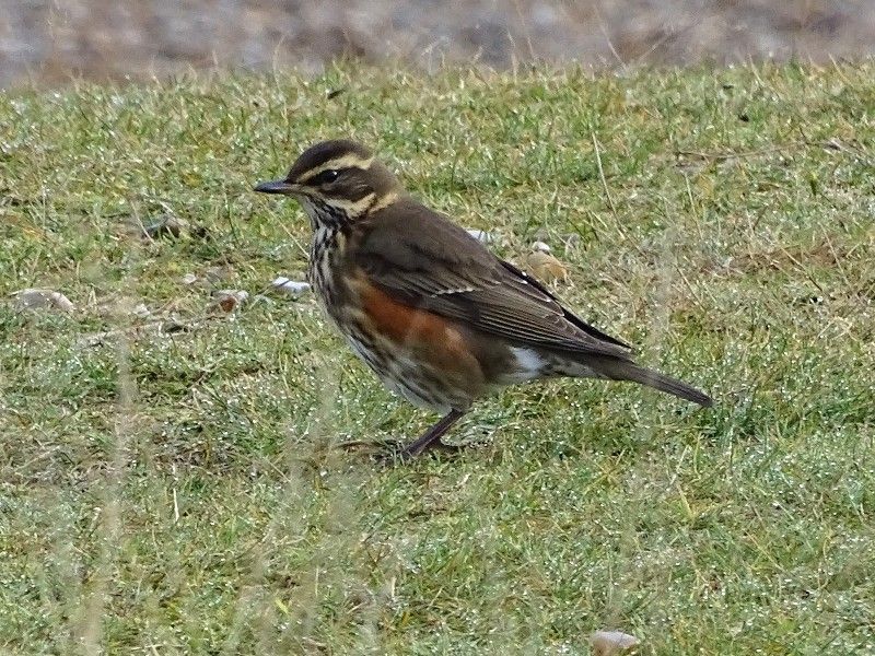 Redwing - 31-10-2016