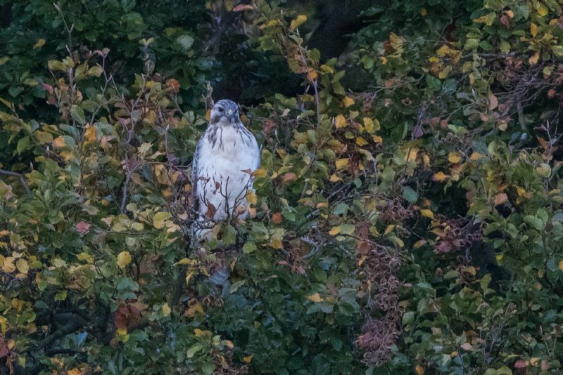 Buzzard - 29-10-2016