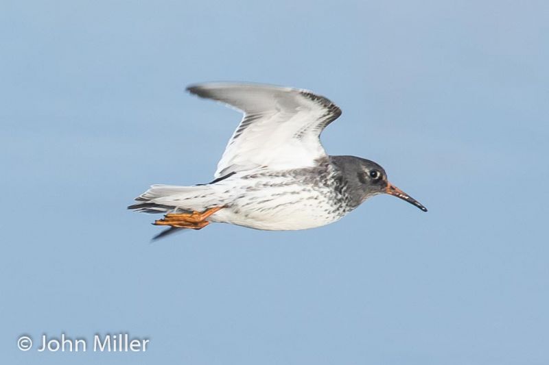 Purple Sandpiper - 04-11-2016